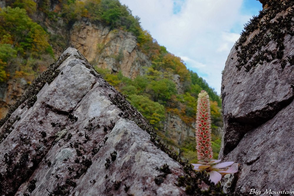 DSCF6535.jpg