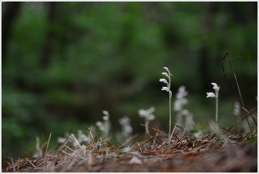 DSC_5990.jpg