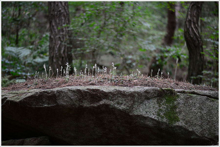 DSC_6672.jpg