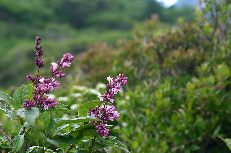 20090606 365.jpg