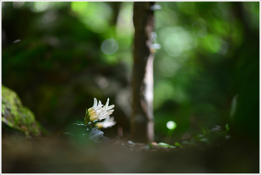 DSC_2490.jpg