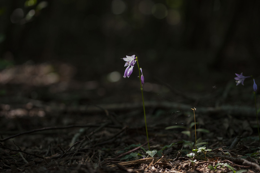 278W0612.jpg