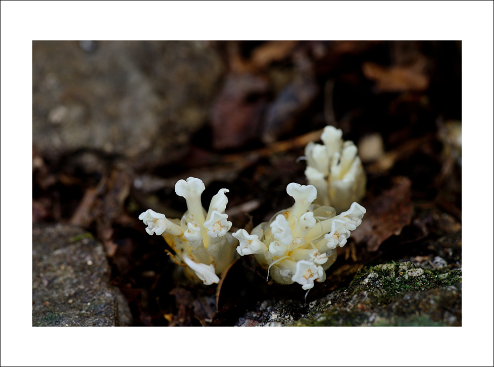 DSC_6870.jpg