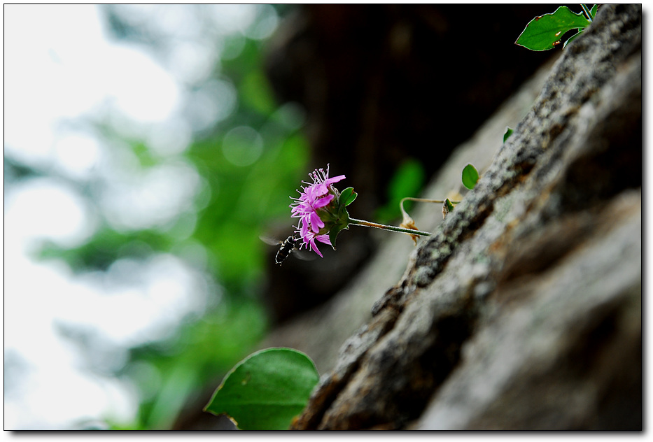 DSC_0976.jpg