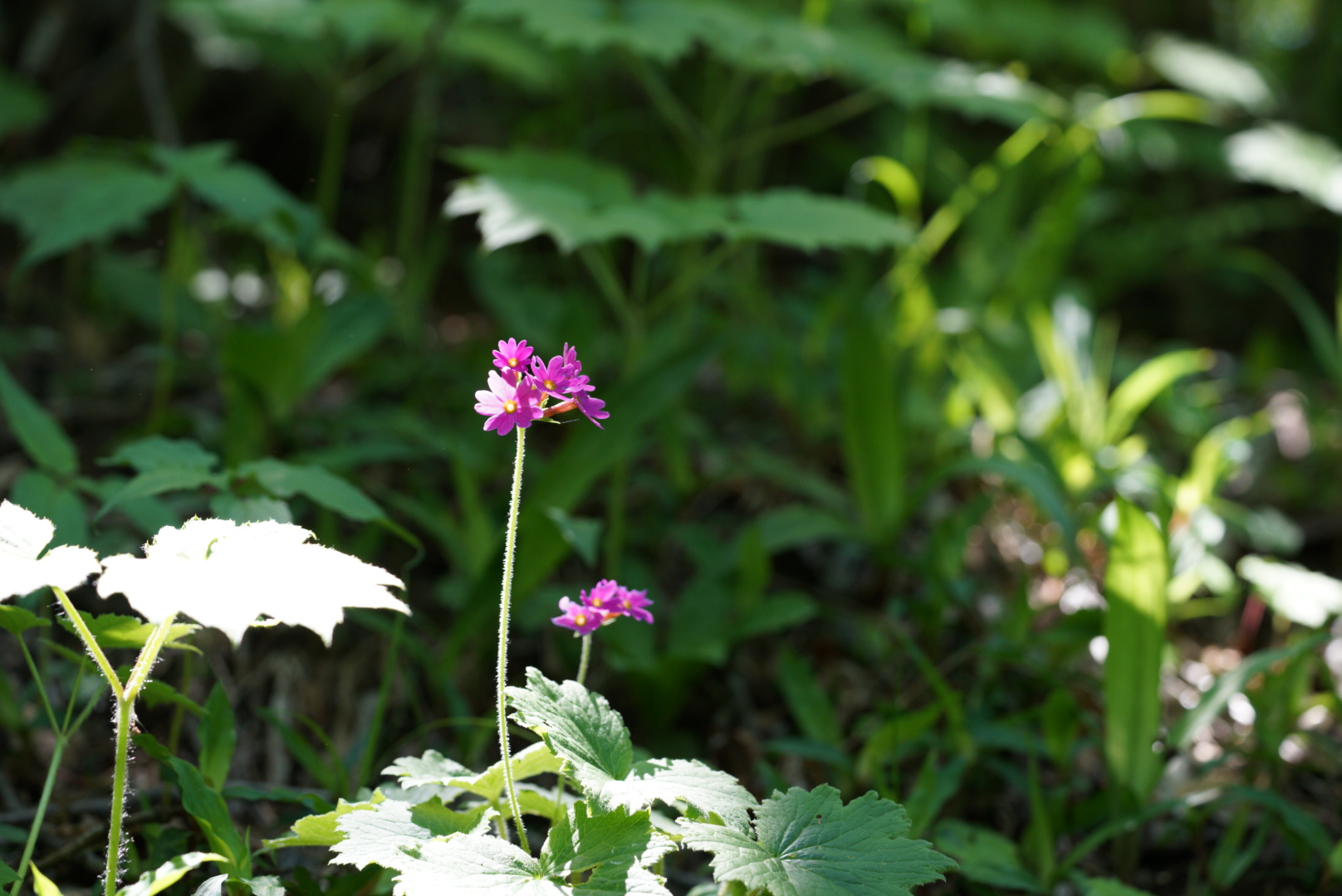 DSC00757_1.JPG