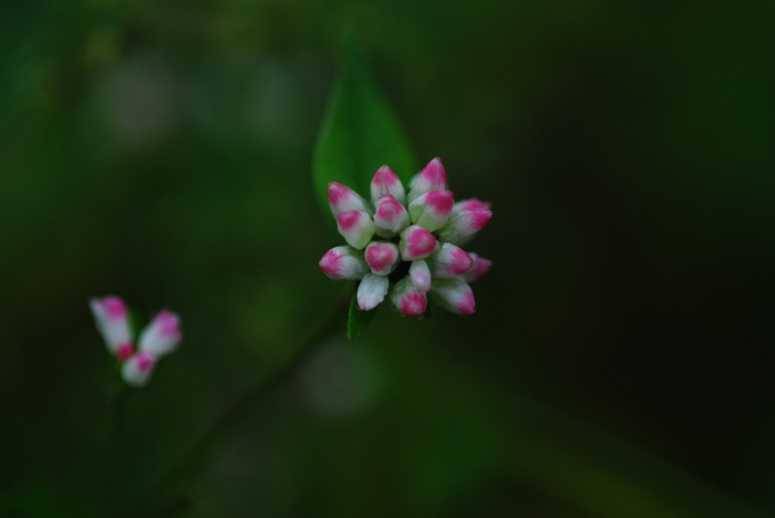 크기변환_DSC_0106.JPG