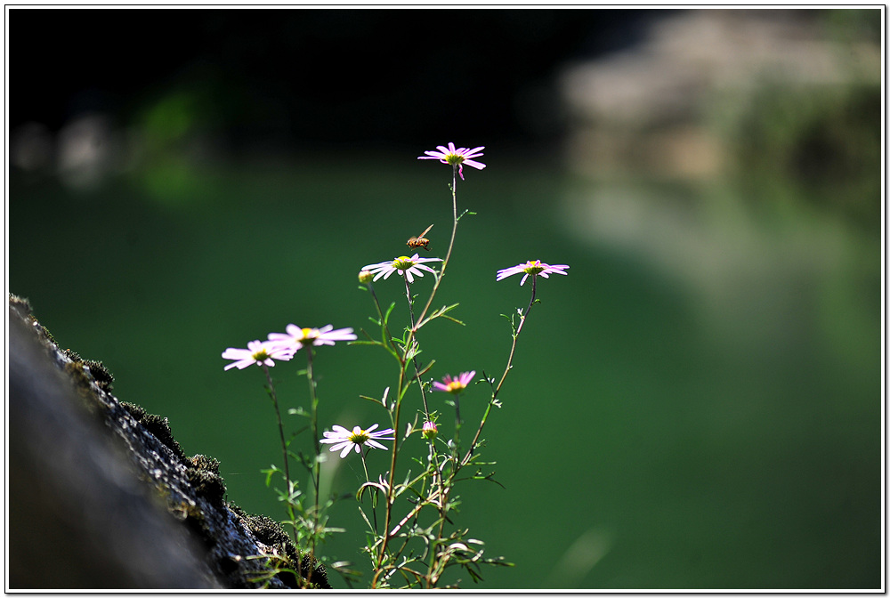 DSC_1918.jpg