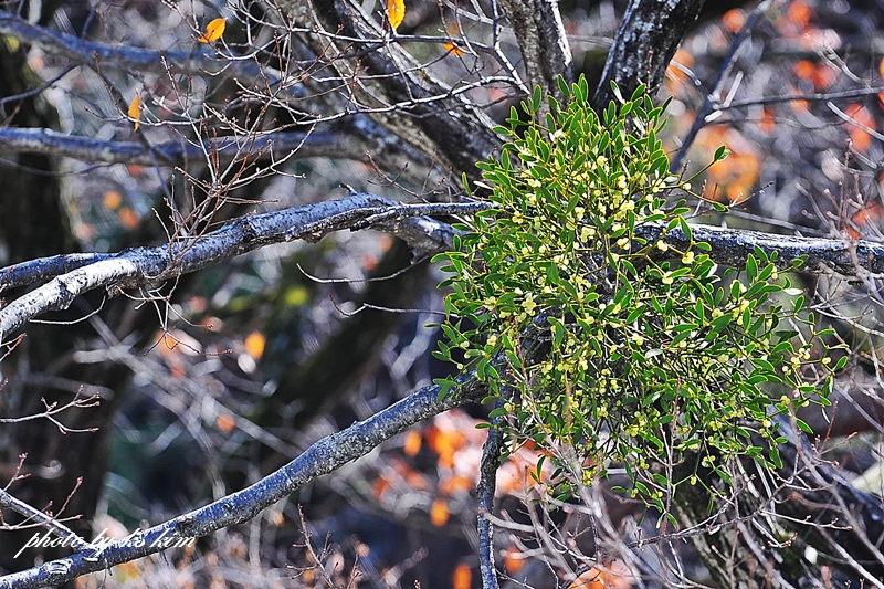 DSC_4141.jpg