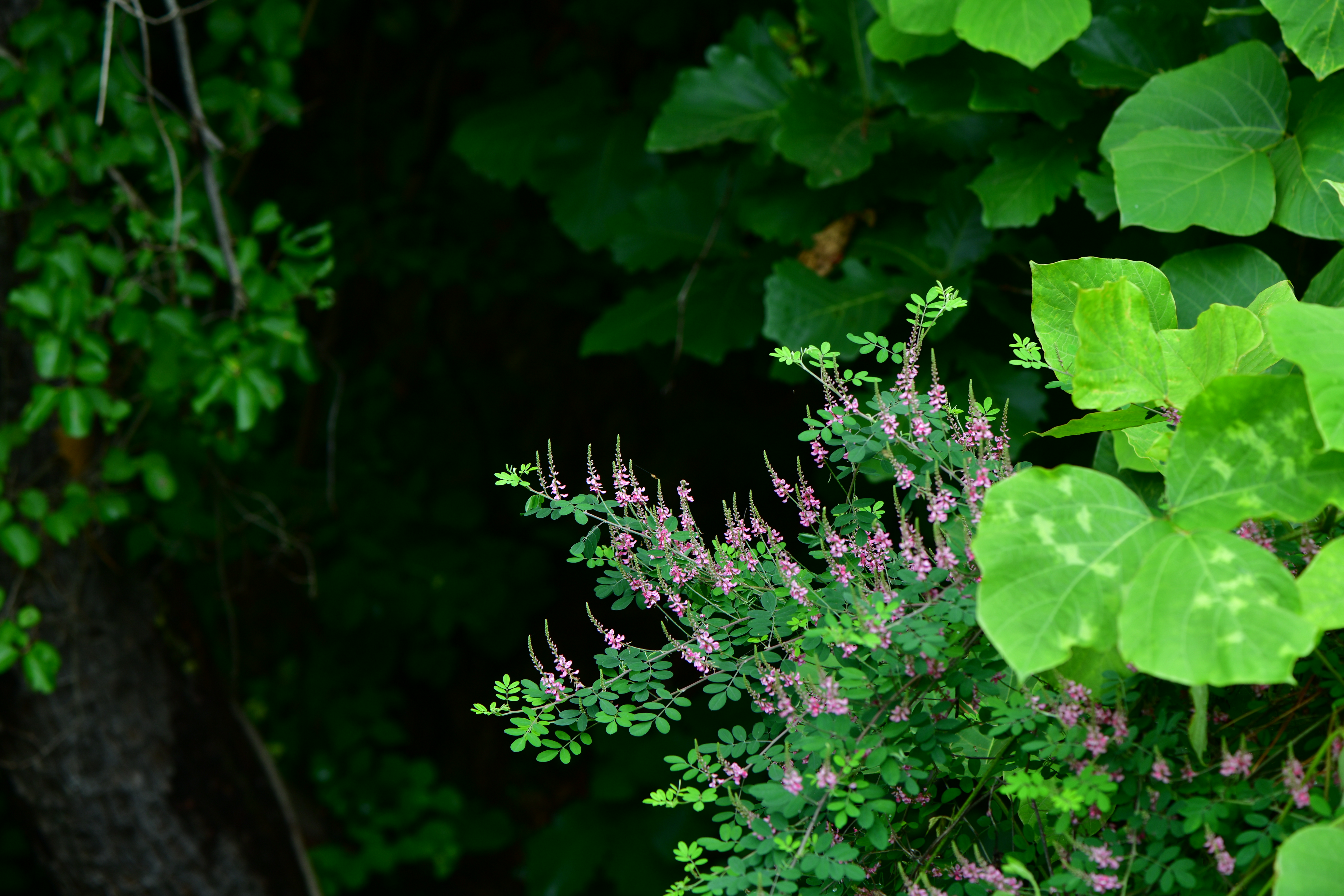 DSC_0707.JPG