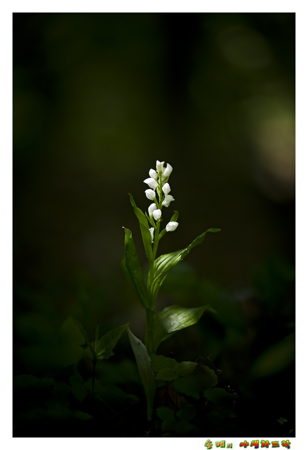 DSC_3413-1.jpg