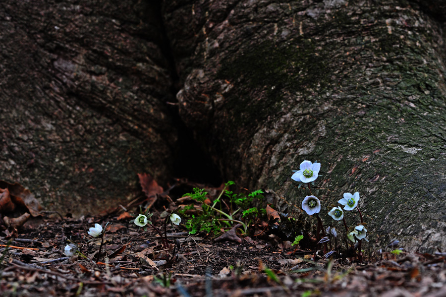 DSC_1644-1.jpg
