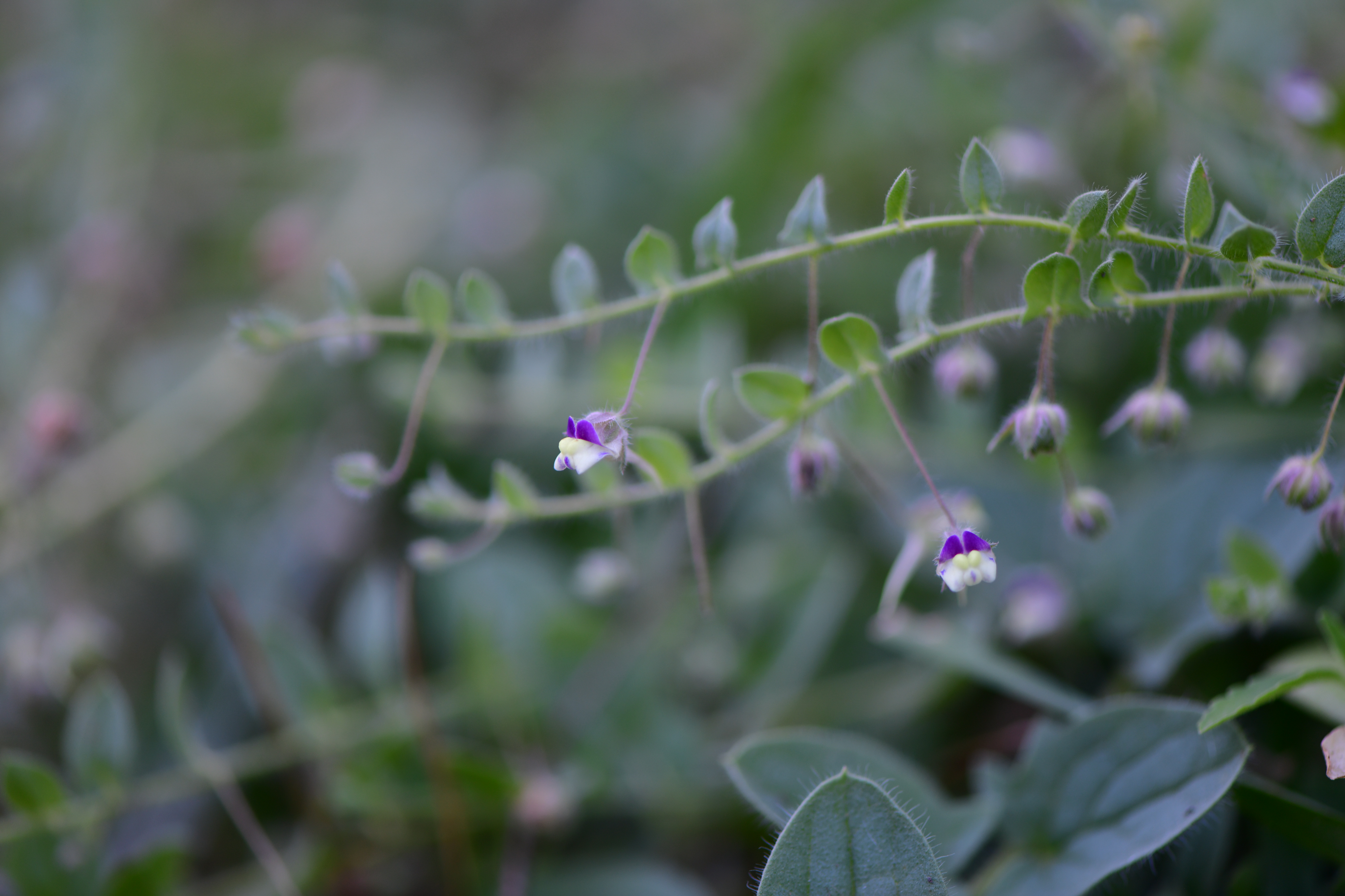 DSC_0781.JPG