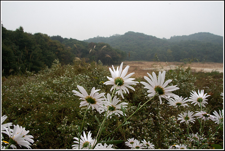 C_4-산구절초9285.jpg