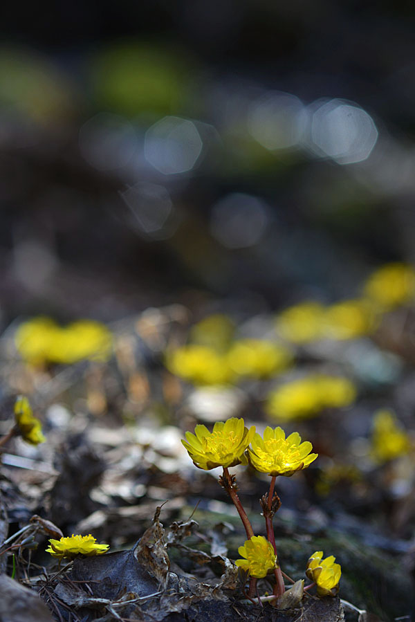 20130322_0083-1.jpg