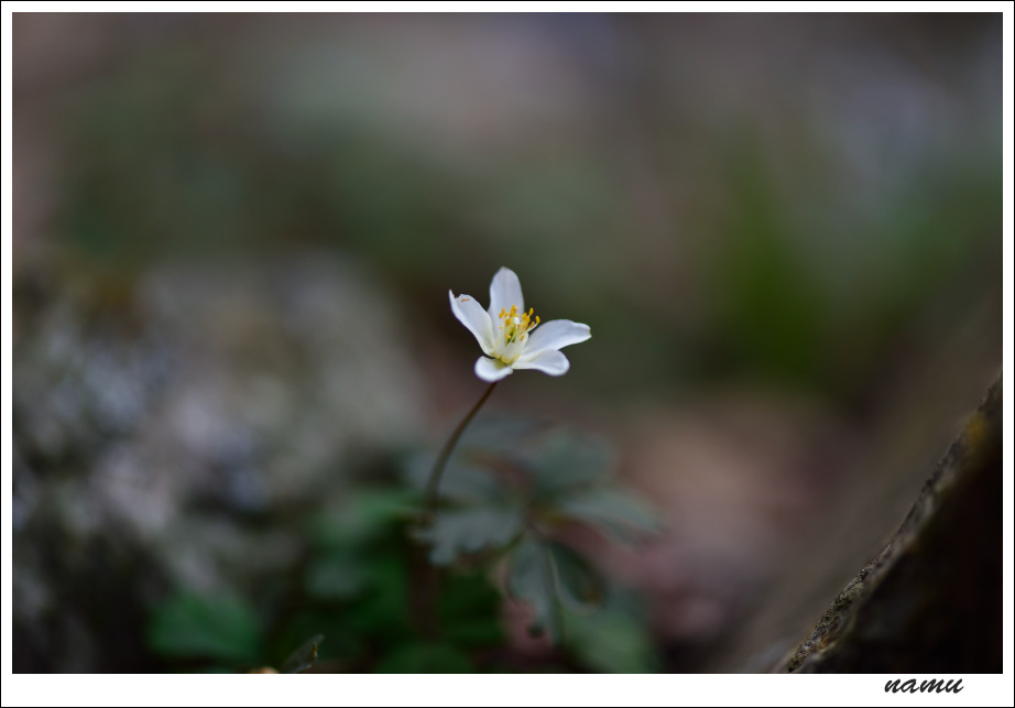 DSC_0107.jpg