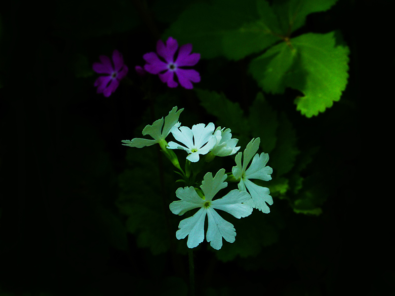11흰앵초1 사본.jpg
