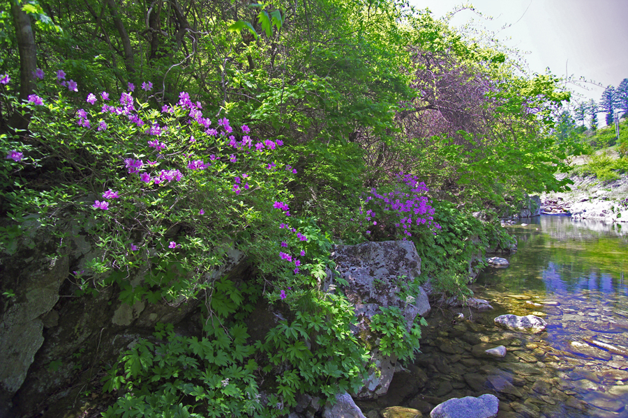 철쭉SDIM0042.jpg