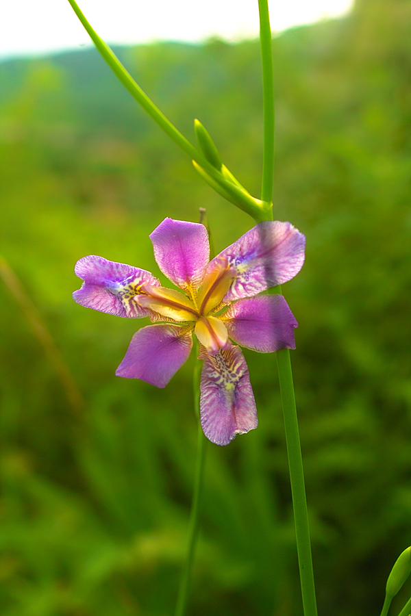 꽃접사SDIM4457.jpg