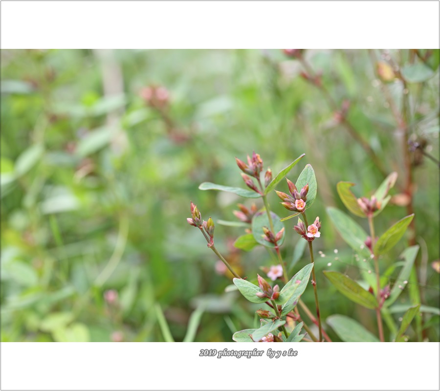 P39A8087.JPG