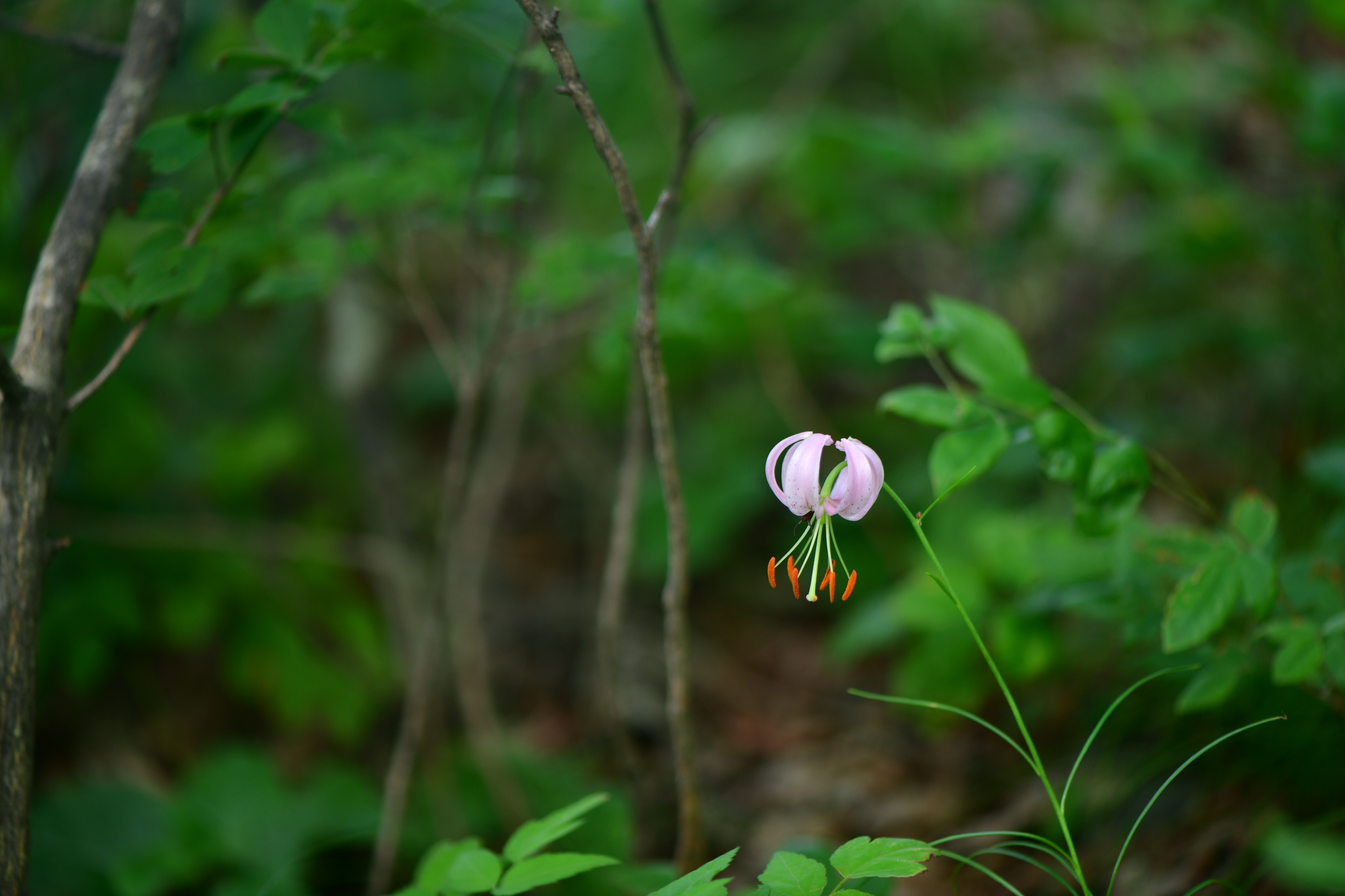 DSC_2401.JPG