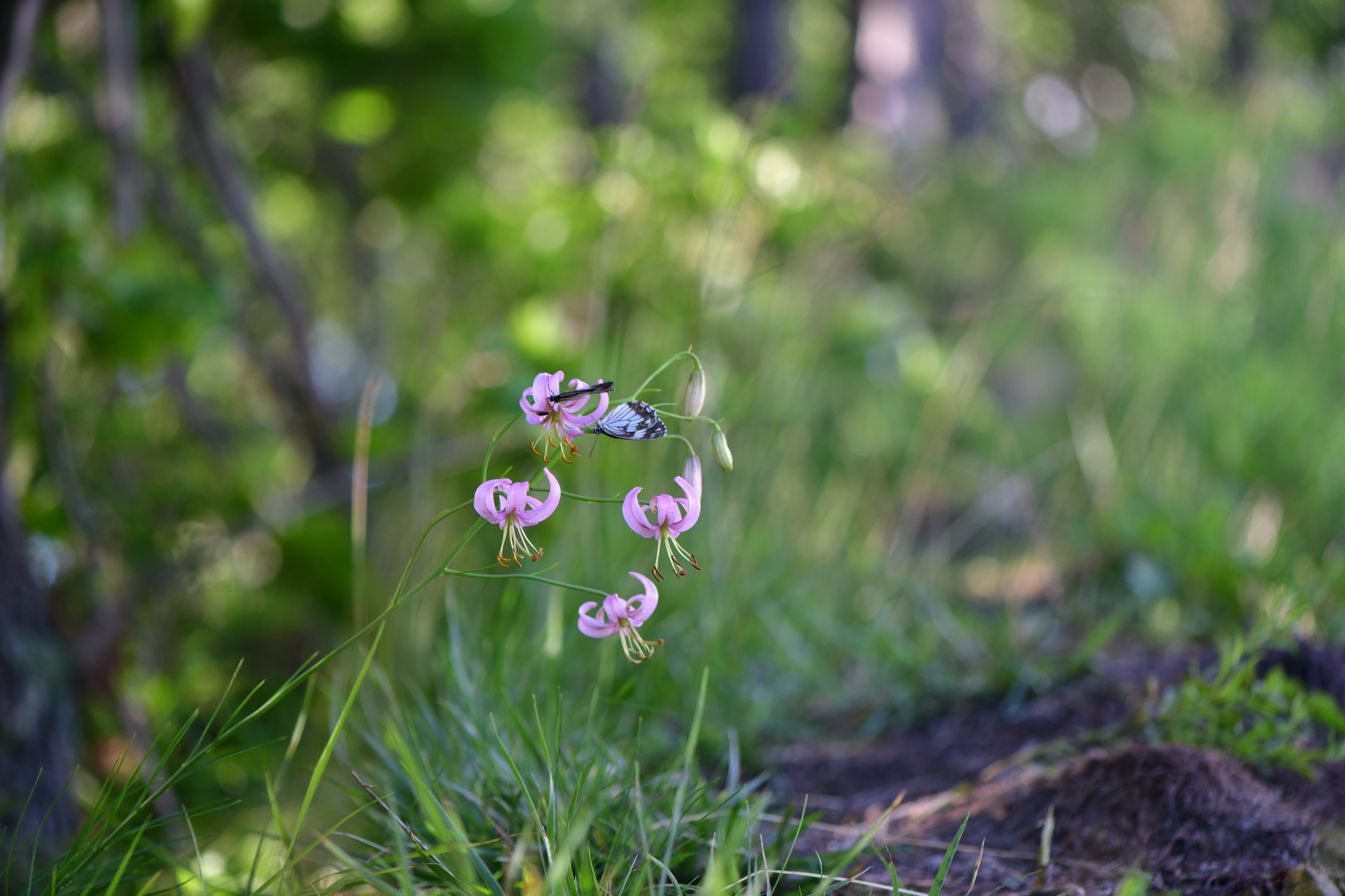 DSC_2452.JPG