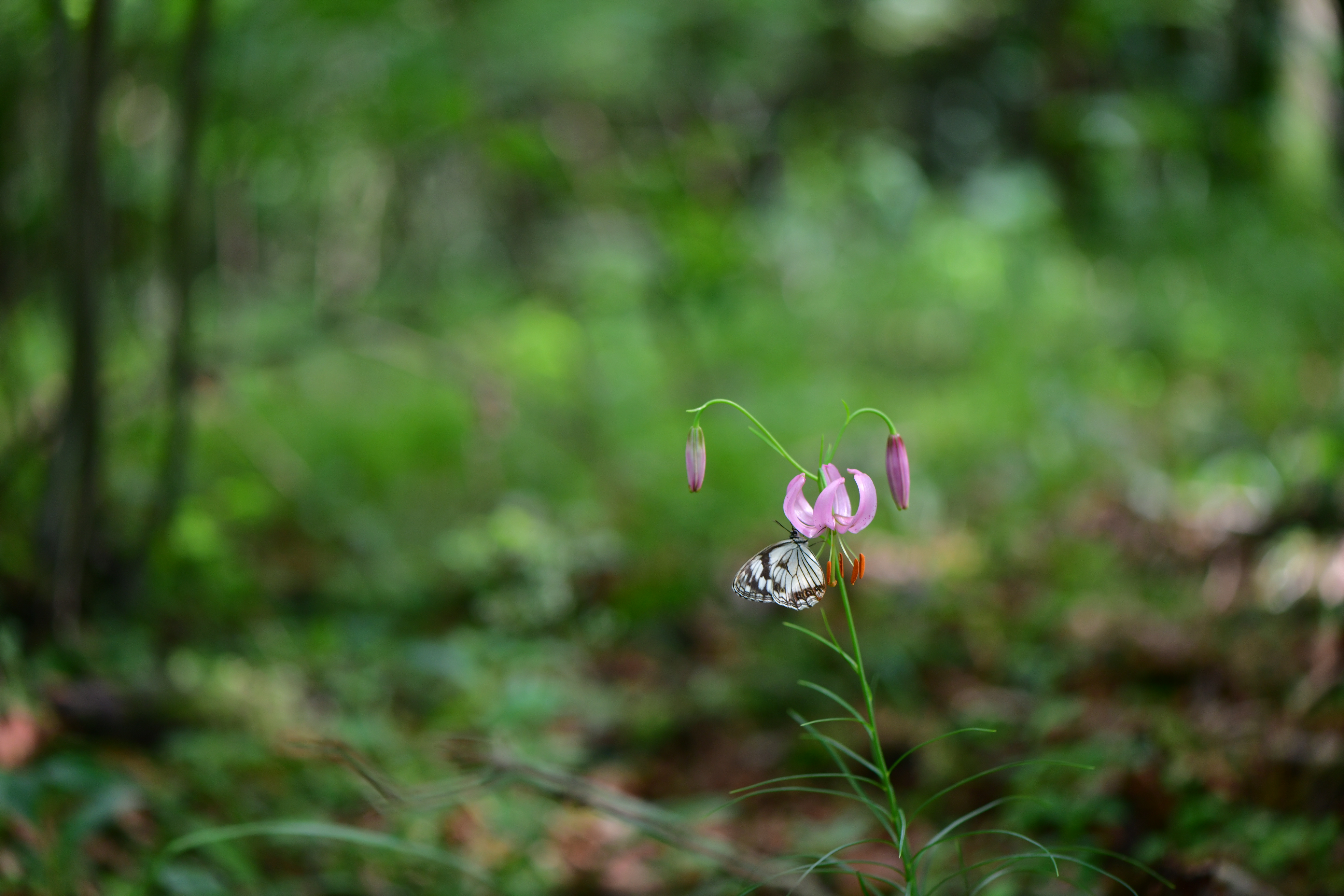 DSC_2422.JPG