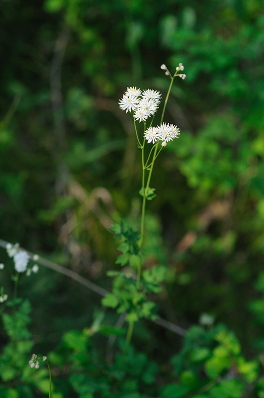 DSC_7407.jpg