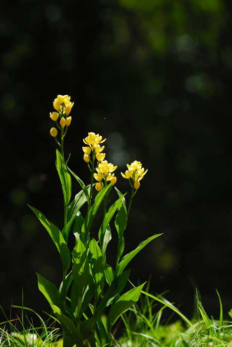 DSC_7847-1.jpg