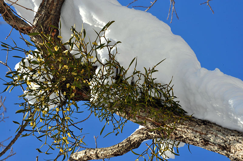 20110102_0147-1.jpg