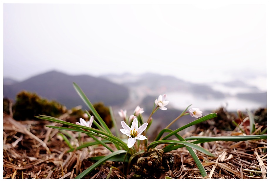 산자고28.JPG