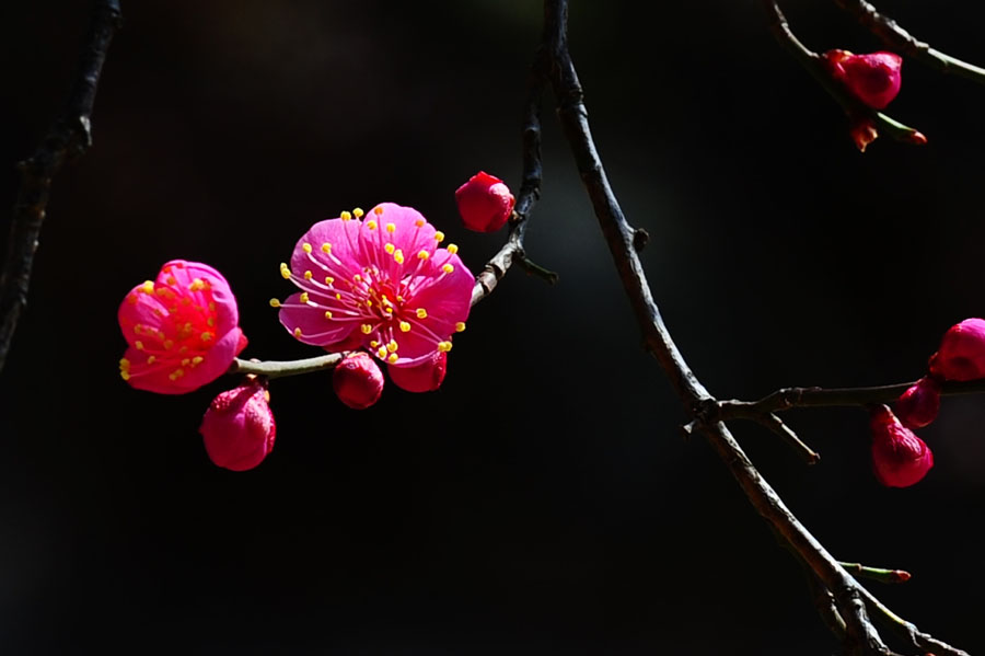 DSC_1100-1.jpg