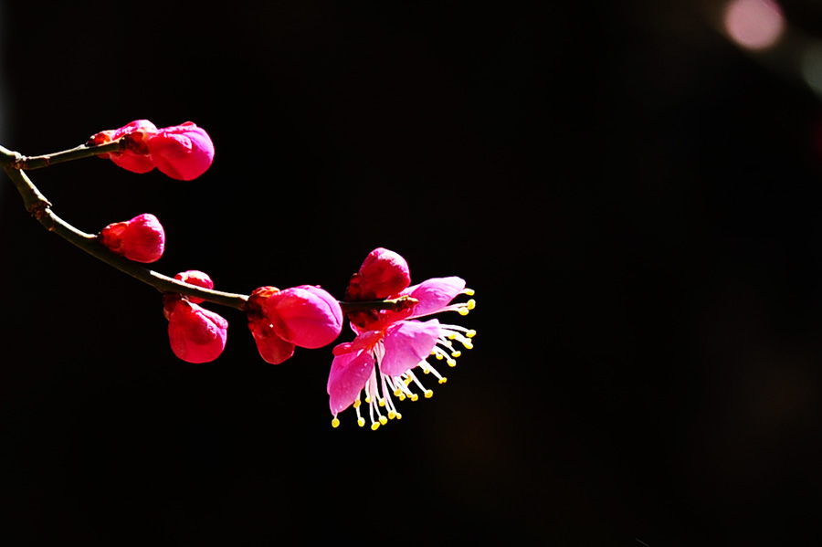 DSC_1115-1.jpg