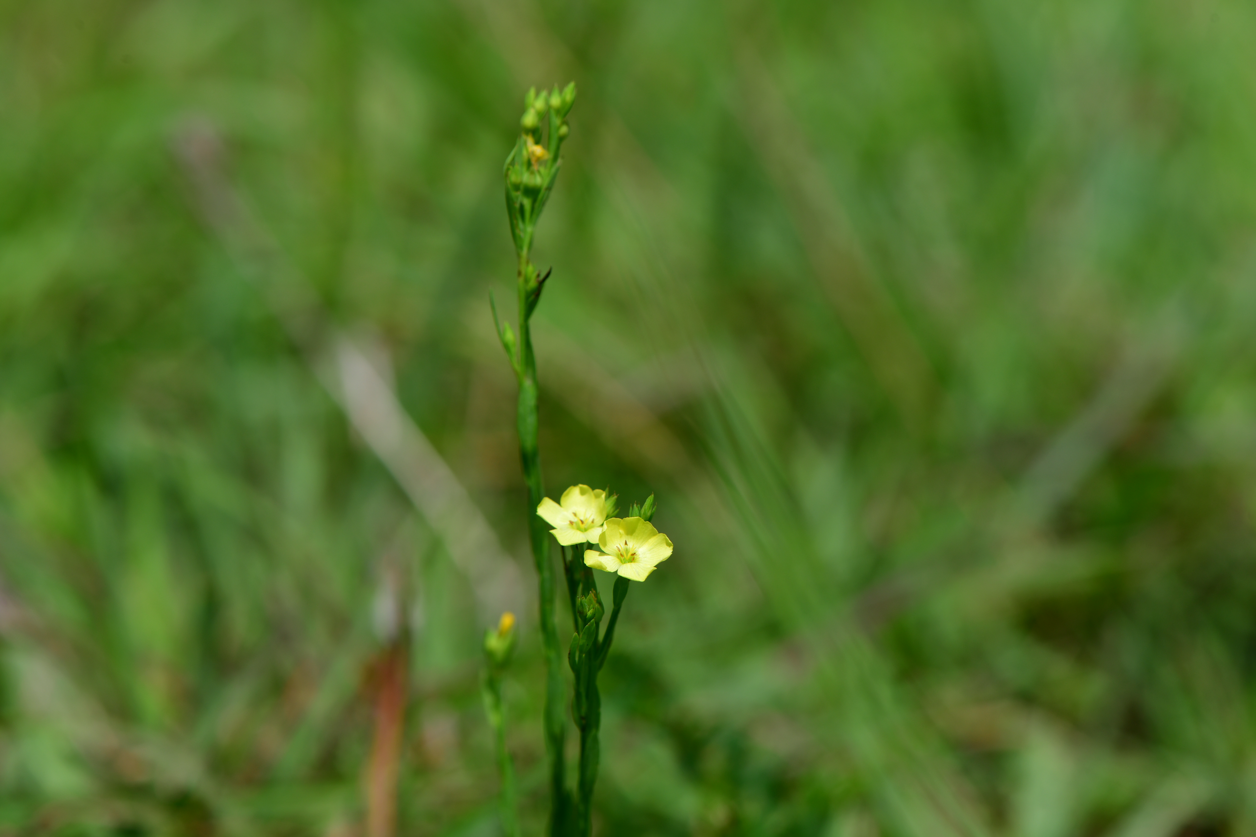 DSC_3069.JPG