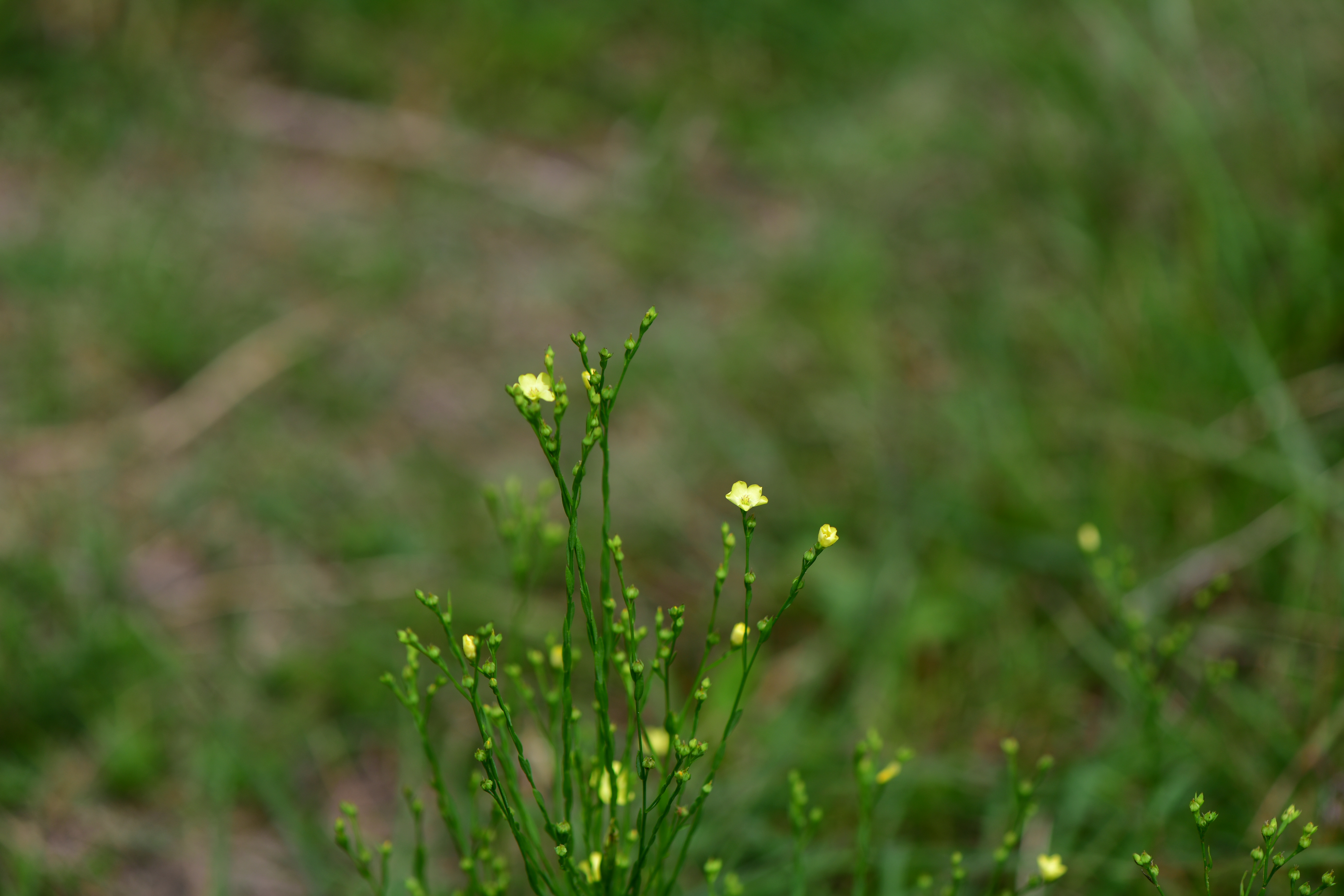 DSC_3020.JPG