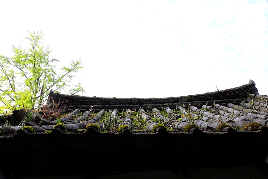 바위솔5.JPG