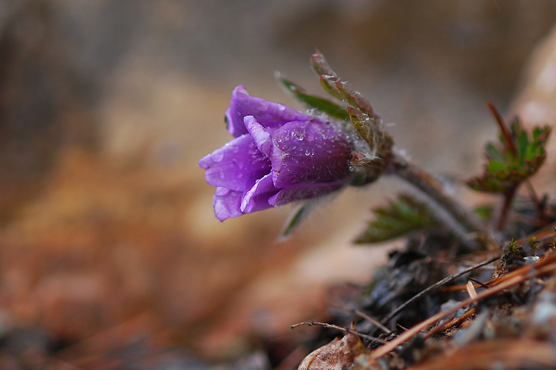 DSC_0270-1.jpg