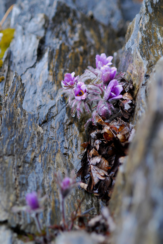 DSC_0491-1.jpg