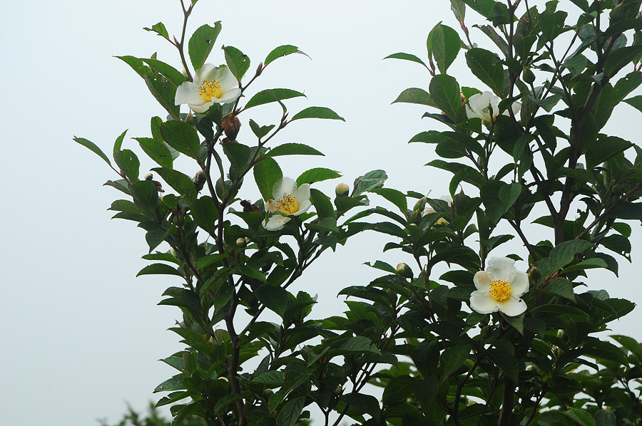DSC_5449.jpg