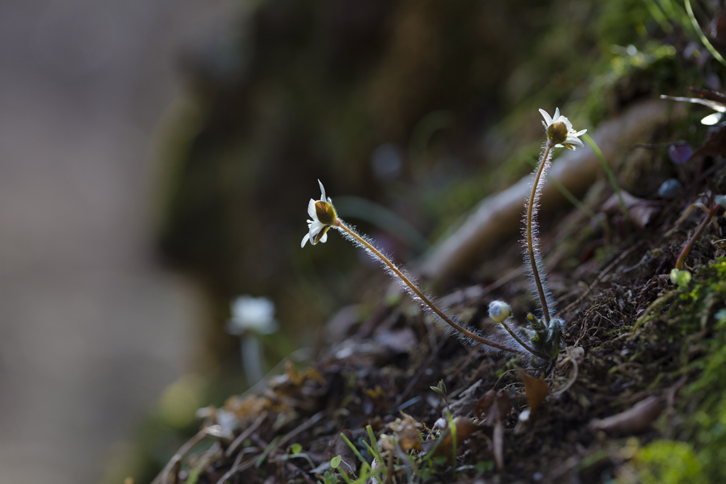 _KP_0631.jpg