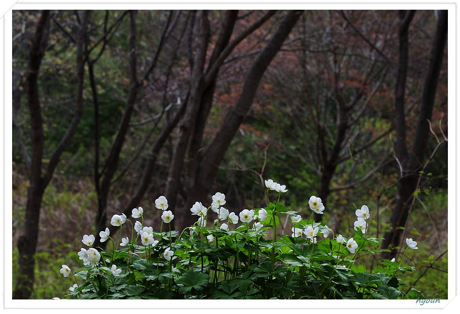 홀애비바람꽃_4400.jpg