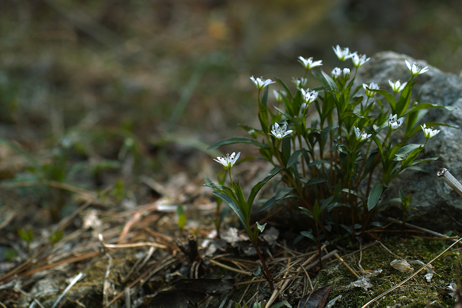 SDIM0004.jpg