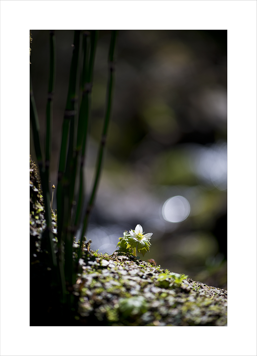 DSC_0121-1.jpg