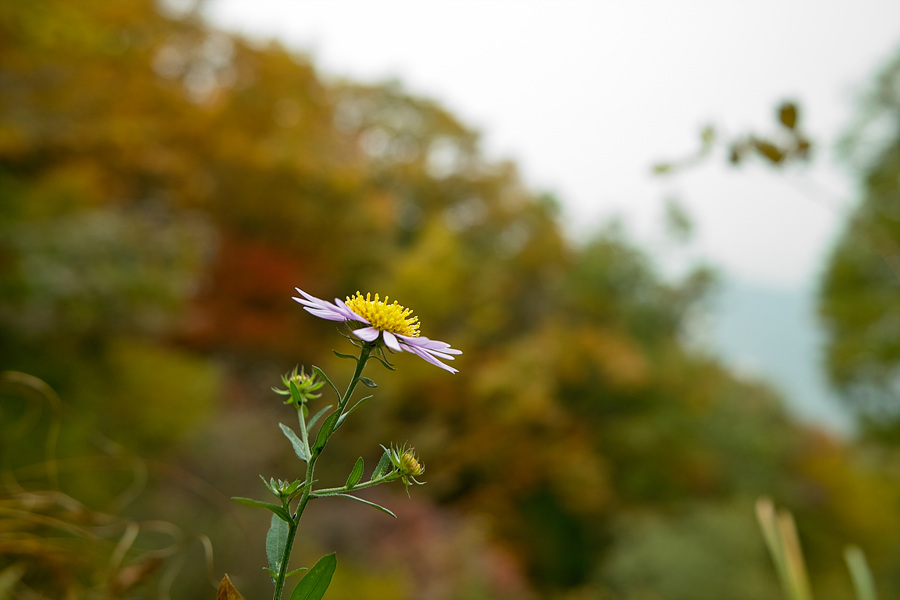 SDIM0023.jpg