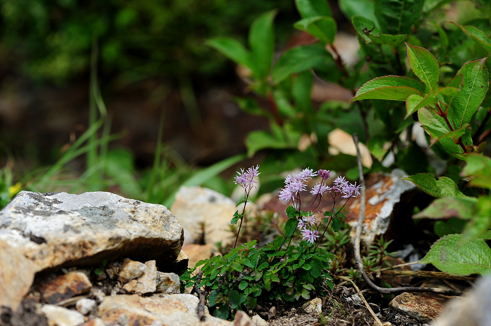DSC_0953.jpg
