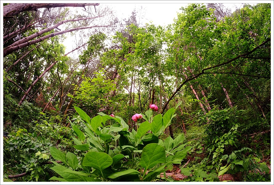산작5.JPG