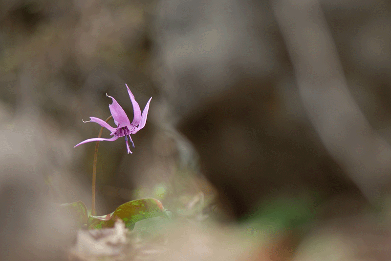 DSC_8086-1.gif