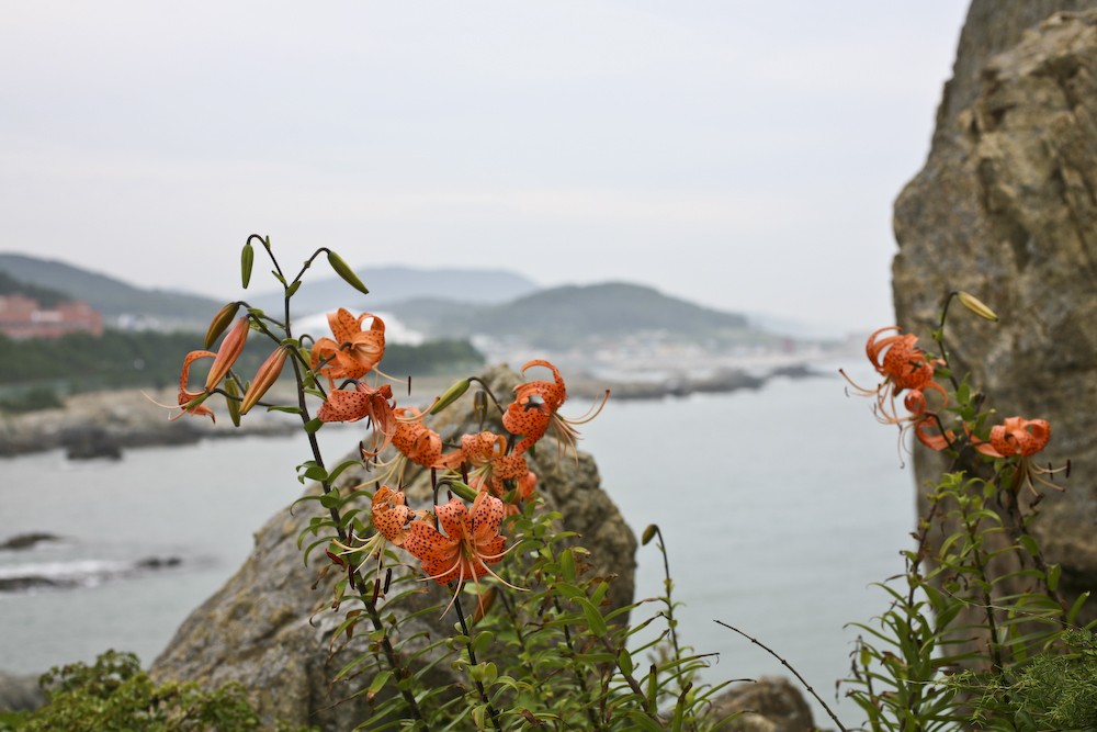 참나리2.jpg