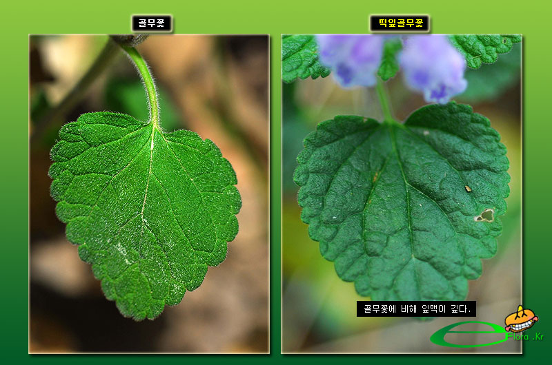 골무꽃_떡잎골무꽃_잎-800X530_eflora.jpg