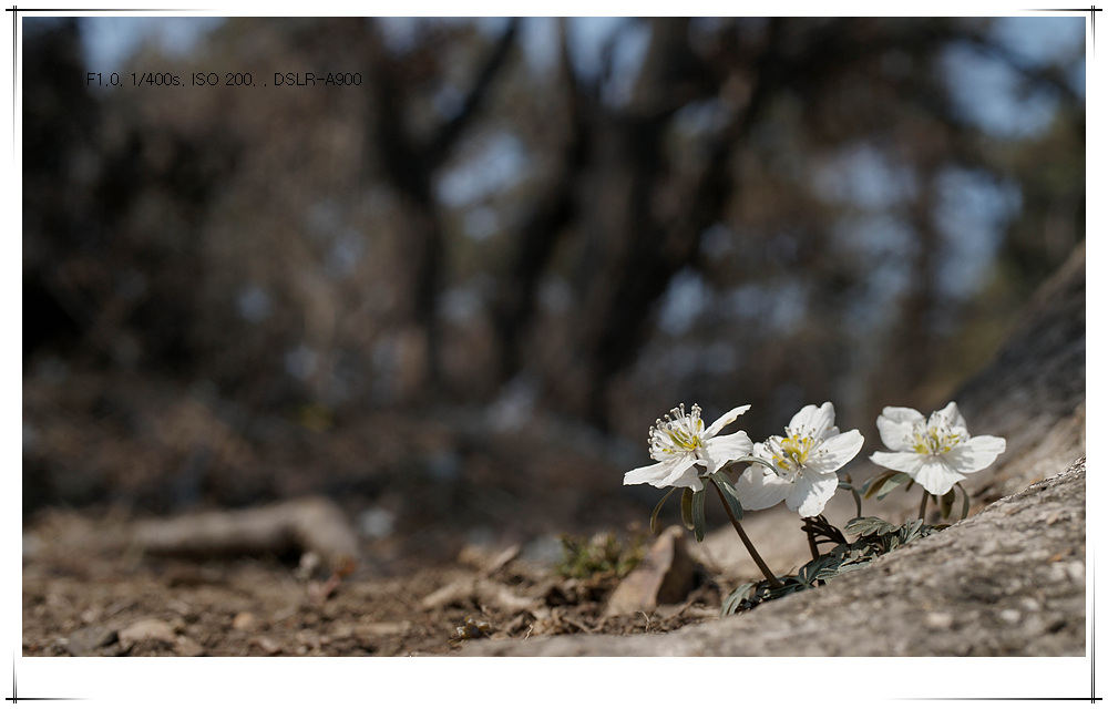 DSC02480 - 복사본.jpg
