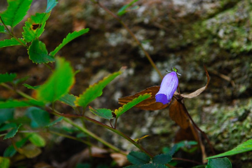 DSC_3082-1.jpg